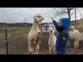 2022 05 01 alpaca