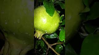 My home garden seedless pomegranate