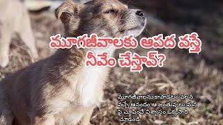 Save Animal's.(మూగజీవాలను కాపాడండి మానవత్వం చాటండి)