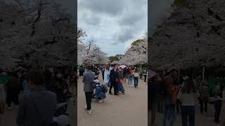 2024年4月8日上野公園の桜