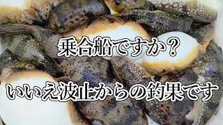 堤防のアカメフグ釣りに本気で取り組む動画　その２