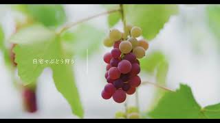 自宅でぶどう狩り｜ Grape Picking