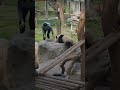 每日最新 👴外公才是最爱！😆🐼渝可渝爱 大熊猫 my cute panda