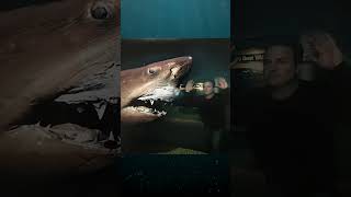 The Ghost Shark EXPLAINED ( Rosie the Shark ) #shorts