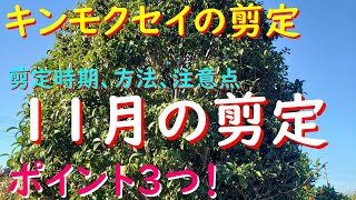 【キンモクセイの剪定】時期、剪定方法、注意ポイントお伝えします