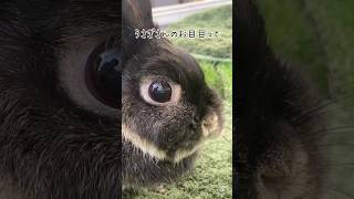 うさぎの目と耳って‥#shorts #rabbit #bunny