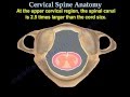 Cervical Spine Anatomy - Everything You Need To Know - Dr. Nabil Ebraheim