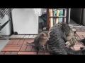 ななしま子猫とななに子猫、母猫に甘える kitten and mother