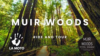 Muir woods ride on a Harley Davidson Fat Bob 114