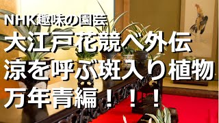 【NHK趣味の園芸　大江戸花競(くら)べ 外伝「涼を呼ぶ 斑(ふ)入り植物」】万年青編【万年青の豊明園】【Variegated plant, OMOTO】