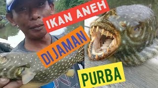 Download Viral Ikan Buntal Yang Beracun mp3