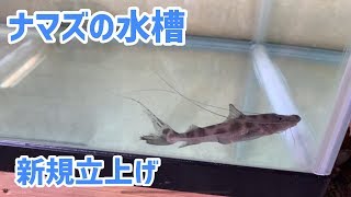 ナマズ水槽の新規立上げをやってみた…！   ピライーバ、ジャウー水槽