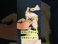 【ポメラニアン×チワワ犬】白目...