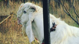 🐐🐐🐐 JAMSHEDPUR-GOAT-FARM 🐐🐐🐐TOP Quality GOAT IN JAMSHEDPUR-GOAT-FARM 🐐🐐🐐