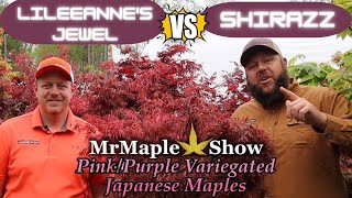 Comparing Hot Pink, Purple \u0026 Red Variegated Japanese Maples