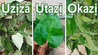 Utazi, Okazi, Uziza: How to Recognize These Vegetables | Recipes | Flo Chinyere