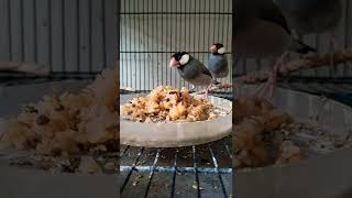 Grey java finch soft food