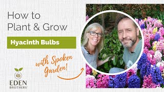 How to Plant and Grow Hyacinth Bulbs