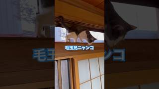 ネコと子ネコとおじさん　毛玉兄ニャンコの落下⁉️ #shorts #ねこ #cat #cats #猫 #猫動画 #猫ミーム #毛玉ニャンコ #猫のいる暮らし