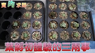 【賣肉求榮】Vol.84 多肉觀察日記．首次葉孵的心得分享