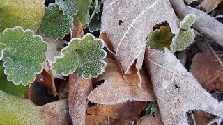 Frosty Leaves