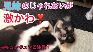 チワワの子犬がとにかく可愛いです♡兄妹のじゃれ合いが♡Chihuahua puppies growth record.Chihuahua's puppy plays pretty.【dog】【犬】