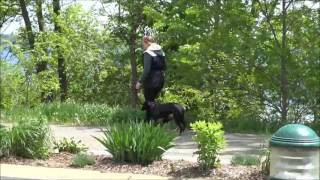 Pippa - Boot Camp Dog Training Demonstration