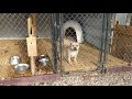 american bully kennel start up and things to know