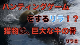 【円山動物園シロクマ】ハンティングゲームをするリラ！？獲物は、巨大な牛の骨ーリラ②つづく