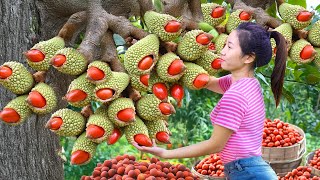 Harvesting Giant Tropical SOBA Fruit Hybrid Lychee Go To Market Sell |Harvesting Farm Produce