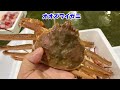 【めちゃくちゃ少ないです】【水揚げ状況】【魚屋の仕事】今朝の魚市場7月8日土曜日の水揚げ状況