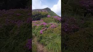 平治岳深山霧島2(大分)2024.6.2 #hiking #mountains #nature #山が好き #自然 #登山 #大分 #ミヤマキリシマ #深山霧島 #くじゅう連山