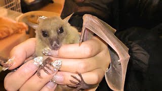 Too cute bat tamed by humans