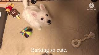 2 month westie puppy came!! ウェスティボーイが来た！