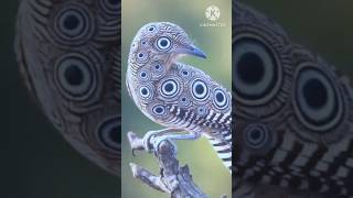 is this the most stunning bird on earth #ai #owl #nature #art #shorts #pet #ai