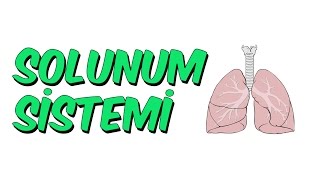 10dk'da SOLUNUM SİSTEMİ | 6. Sınıf