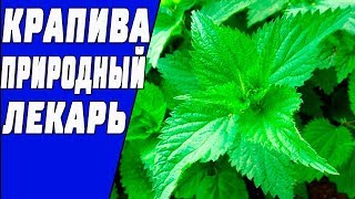 КРАПИВА // Удивительная Польза Для Организма // ЭТО НАДО ЗНАТЬ!