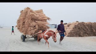 চরাঞ্চলে যাতায়াতের দুর্ভোগ লাঘবে জনপ্রিয় হয়ে উঠেছে “টাট্টু ঘোড়ার গাড়ি”