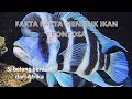 fakta fakta menarik ikan frontosa