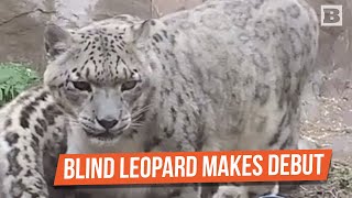 Blind Female Snow Leopard Makes Debut at Como Park Zoo \u0026 Conservatory in MN