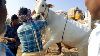 సంతలో ఎన్ని పళ్ళు వేశాయో చూస్తున్న రైతన్నలు | pebbair bulls market | ongole bulls | oxen | bull | ox