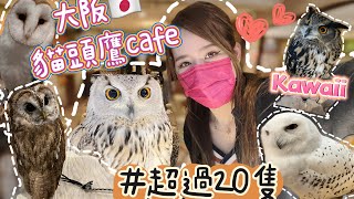 【Kon旅行】大阪自由行🇯🇵 ❤️大阪貓頭鷹cafe🦉 Happy Owl Cafe Chouette| 超過20隻 | 種類很多😍勁可愛|𝑲𝒐𝒏𝑲𝒐𝒏康娜