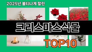 크리스마스식물 가성비 최고 쿠팡 필수템 BEST 10