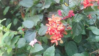 Clerodendrum/Flaming Glory Bower plant full care/Luciana home garden