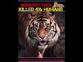 घायल tiger ने 436 इंसानों को मार के रचा इतिहास champawat man eater tiger tiger wildlife shorts