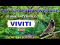 CANTO VIVITI - (1 HORA DE CANTO E 30 MIN. DE INTERVALO)