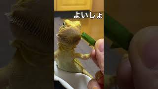 小松菜食べる時に手を乗せるみかんちゃん🍊  bearded dragon