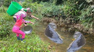 Meet a giant fish in a wild puddle. giant fish catching skills. Caught many giant fish