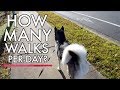 How Much Exercise Does A Husky Need?