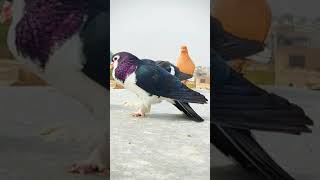 New video short term kabuter #shorts #kabootar #pigeon #tiktok #viral
